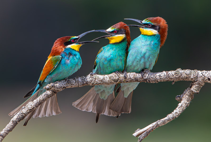 Foto Joop van den Berg