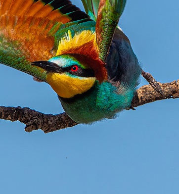 Foto Joop van den Berg