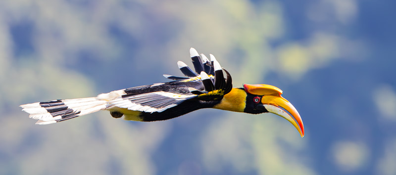 Foto Joop van den Berg; grote 'mus'